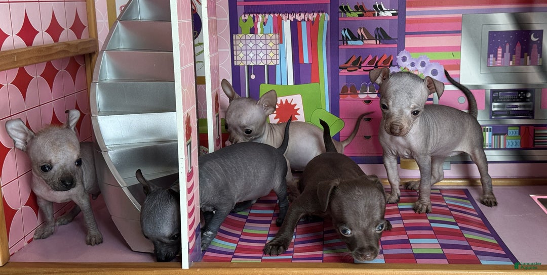 Mixed Breed dogs for sale: Cleopatra  - Ad 82