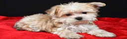 Morkie dogs for sale: Chip - Ad 9