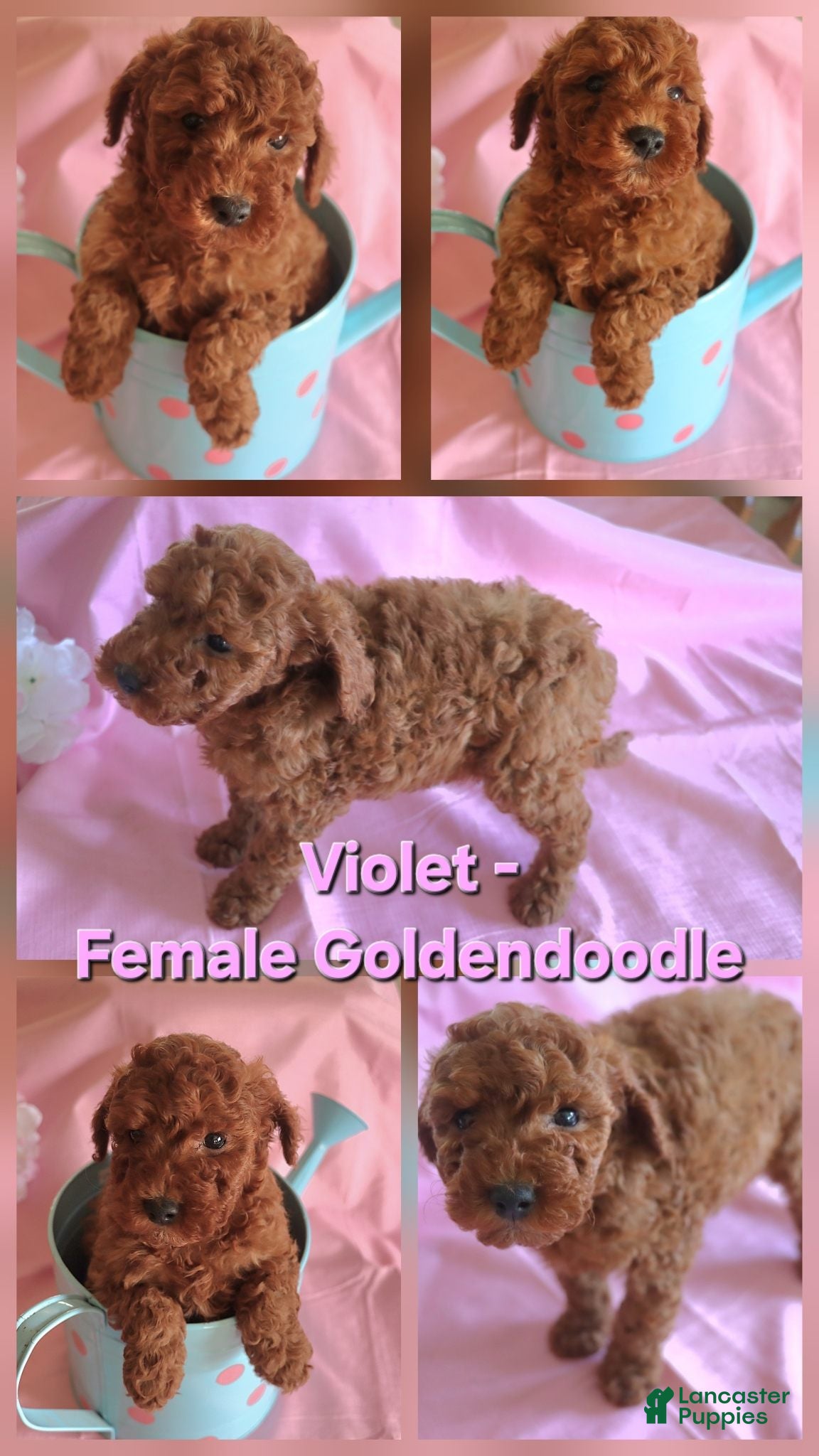 Goldendoodle dogs Violet_Female - Ad 23
