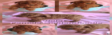 Violet_Female