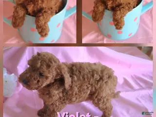Goldendoodle dogs Violet_Female - Ad 23