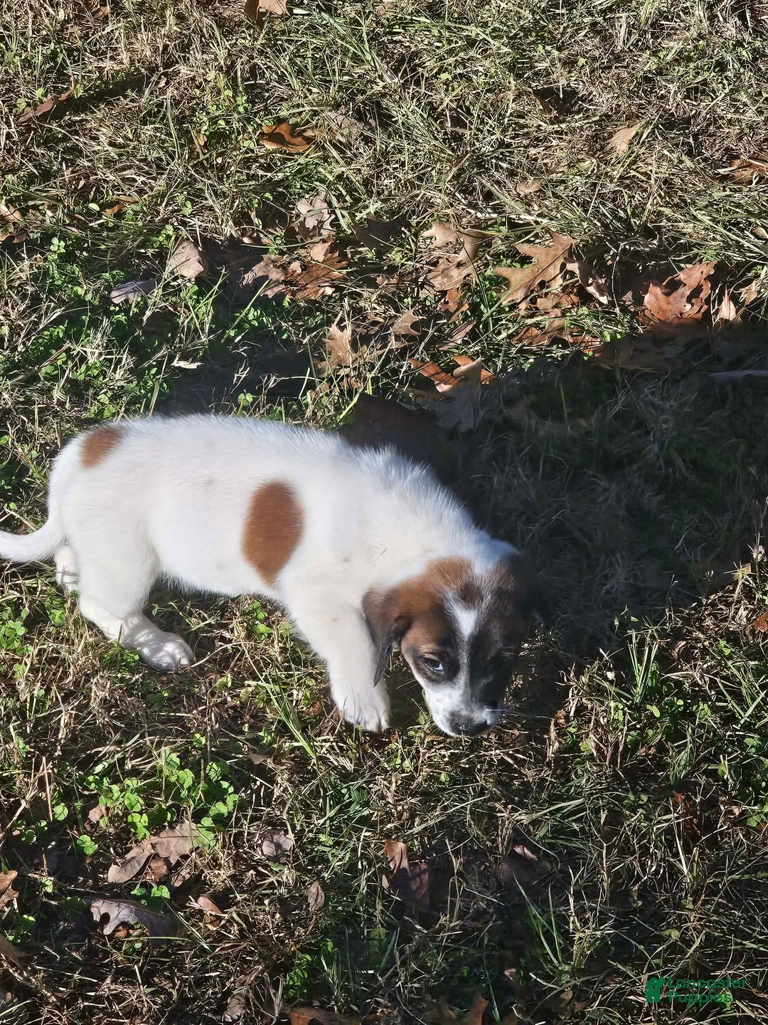 Mixed Breed dogs for sale: Mixed Breed Puppy 1 - Ad 3