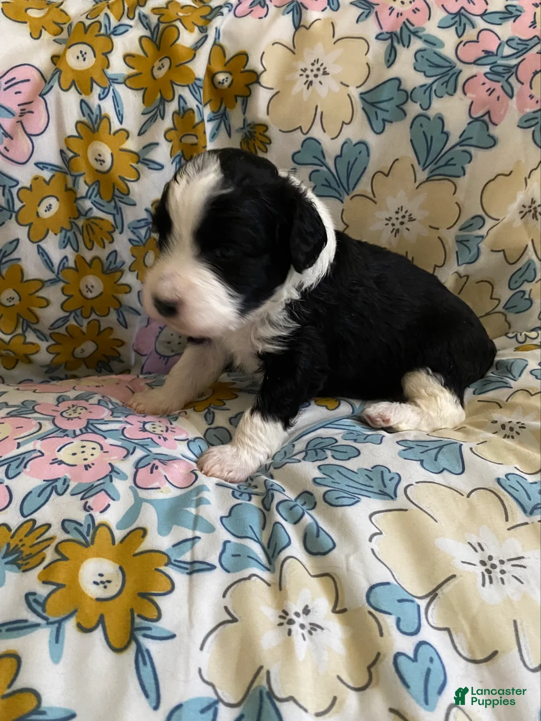 Mixed Breed dogs for sale: Aldo - Ad 2