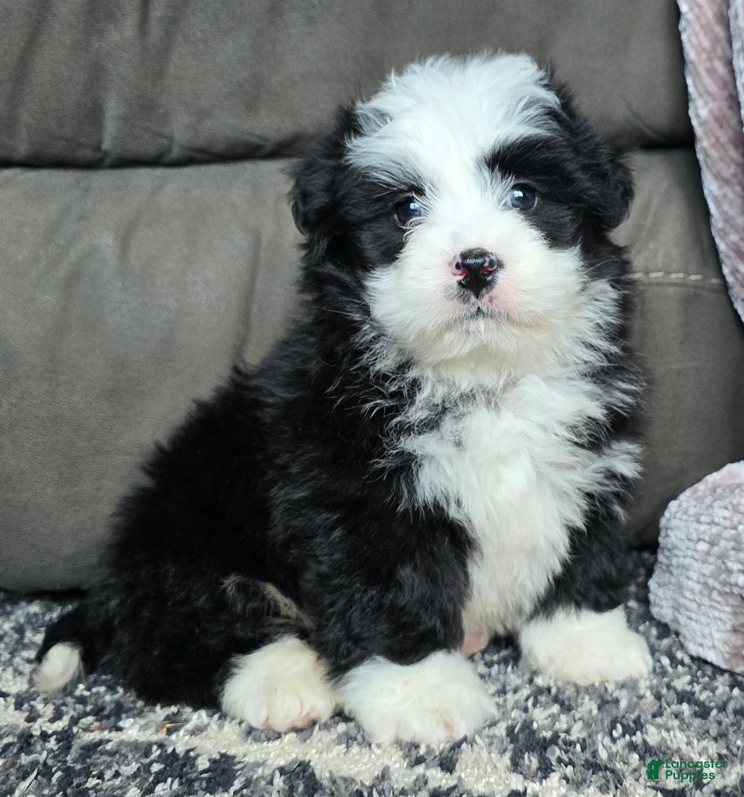 Mini Bernedoodle dogs for sale: Mini Boots - Ad 2