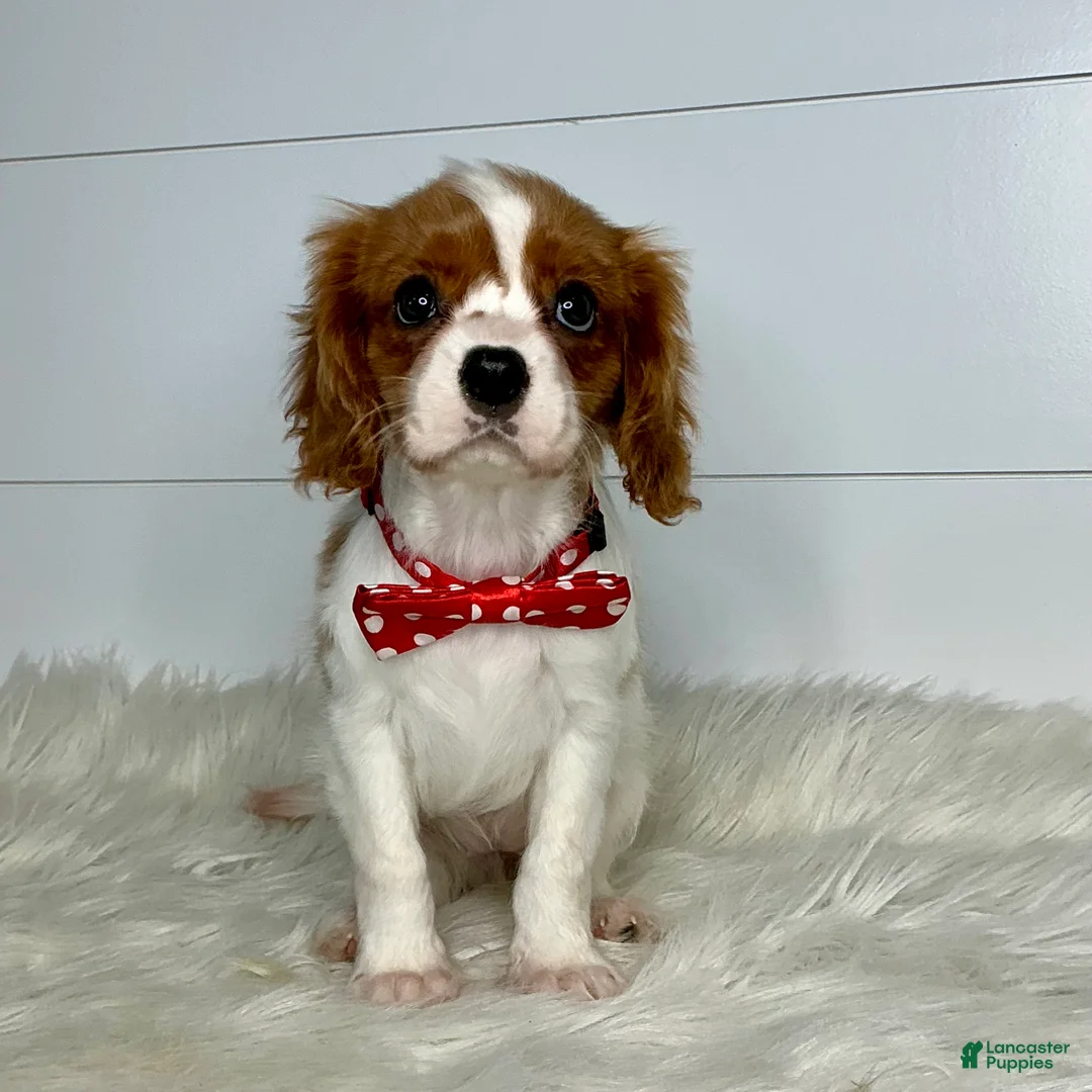Cavalier King Charles Spaniel dogs for sale: Bella - Ad 2