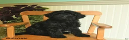 Shihpoo dogs for sale: Mia  - Ad 3