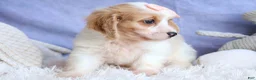 Cavachon dogs for sale: RHODA - Ad 9