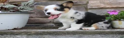 Welsh Corgi Pembroke dogs for sale: Dixie - Ad 3