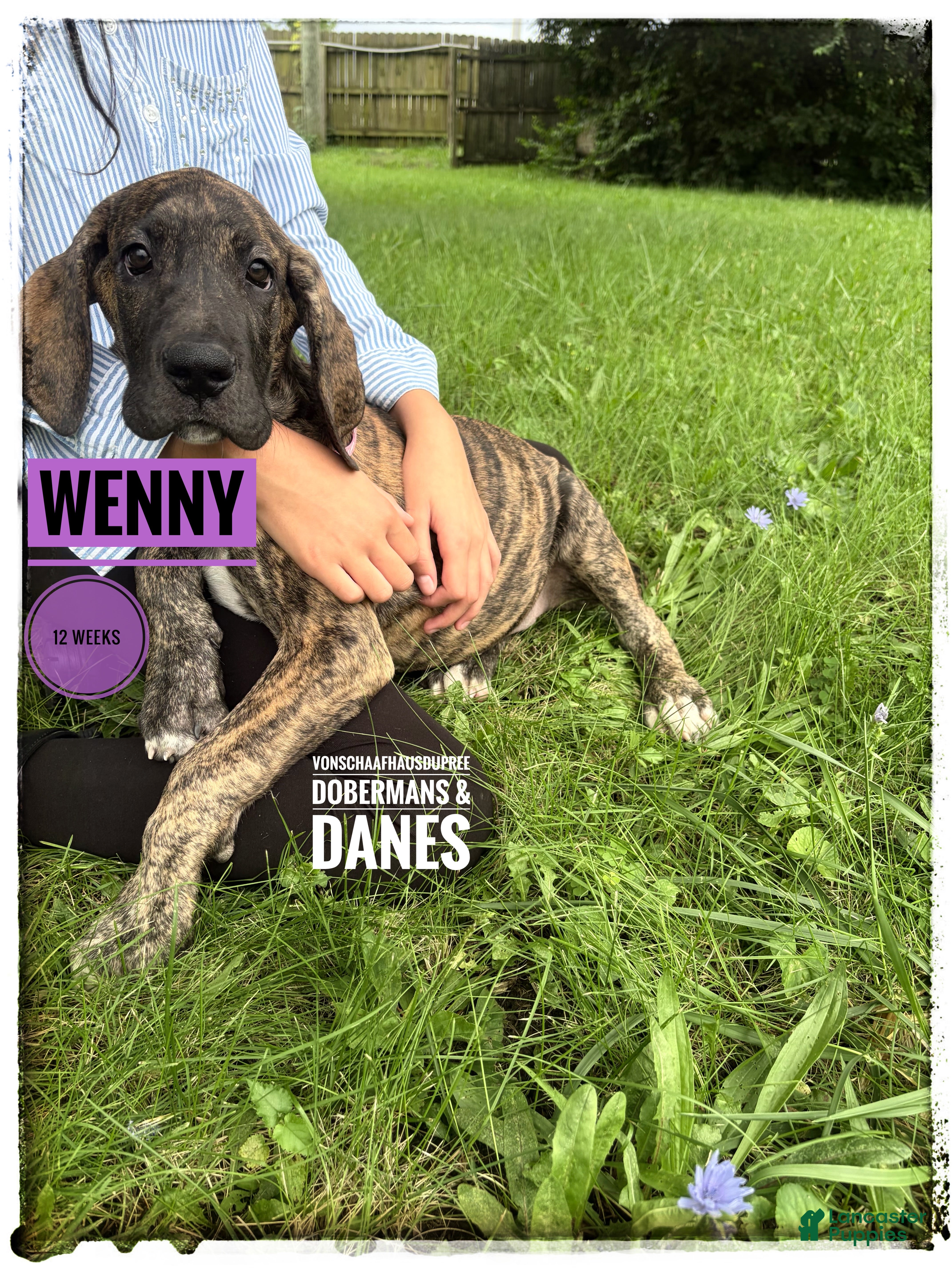 Great Dane dogs Wenny - Ad 1