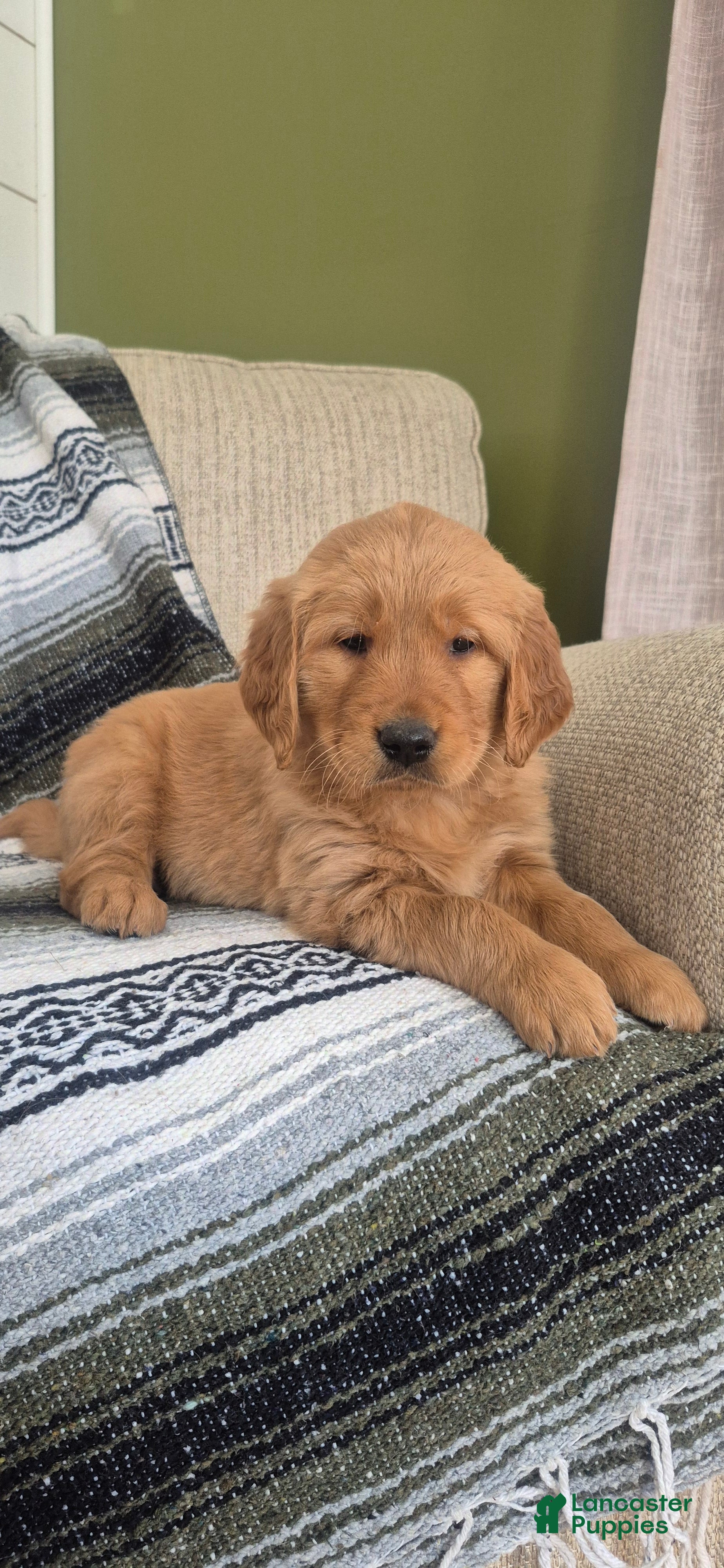 Golden Retriever dogs Sienna - Ad 15