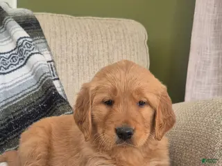 Golden Retriever dogs Sienna - Ad 15