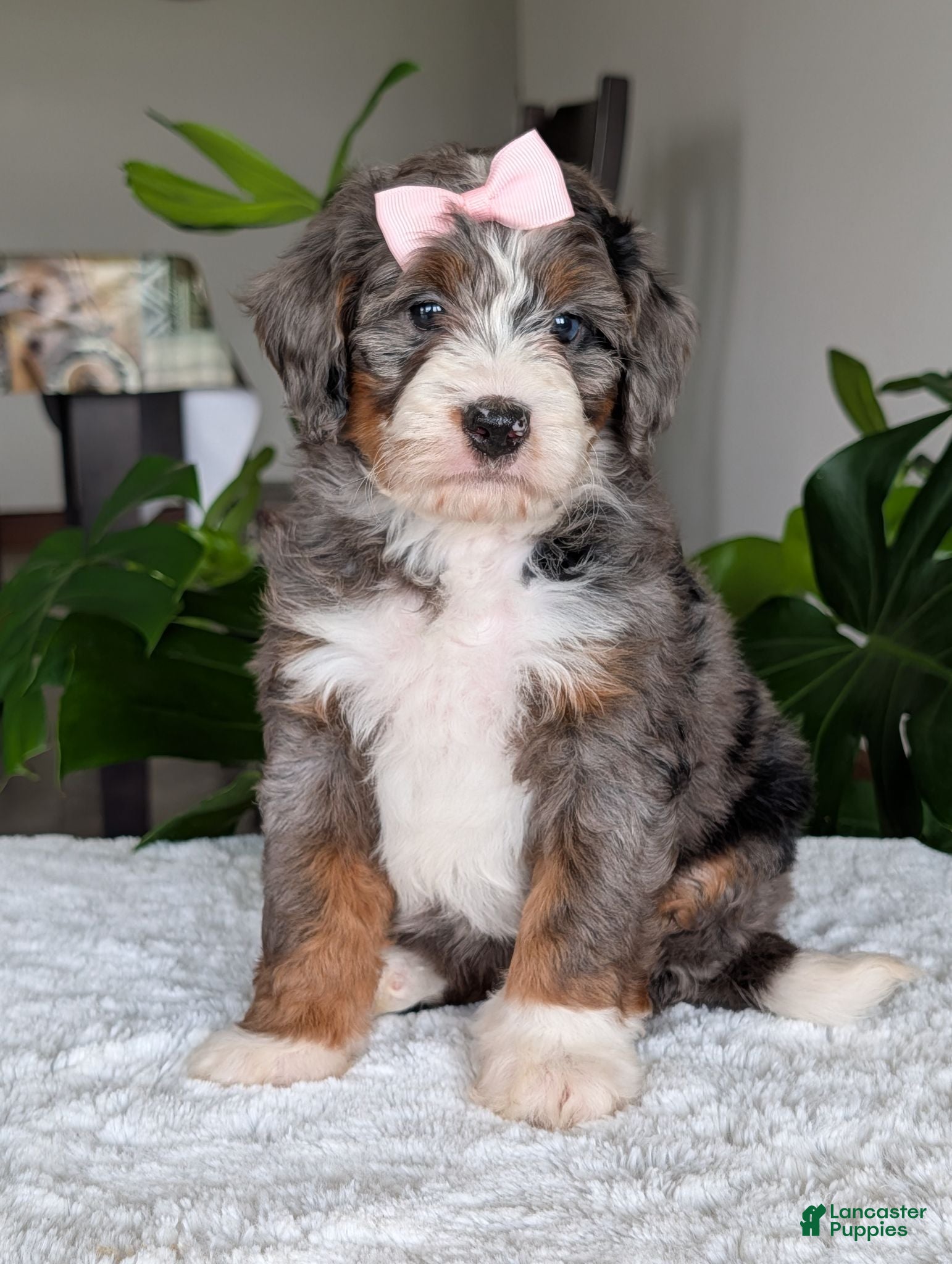 Mini Bernedoodle dogs Mini Indy - Ad 2