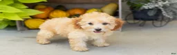Miniature Poodle dogs for sale: Taby  - Ad 1