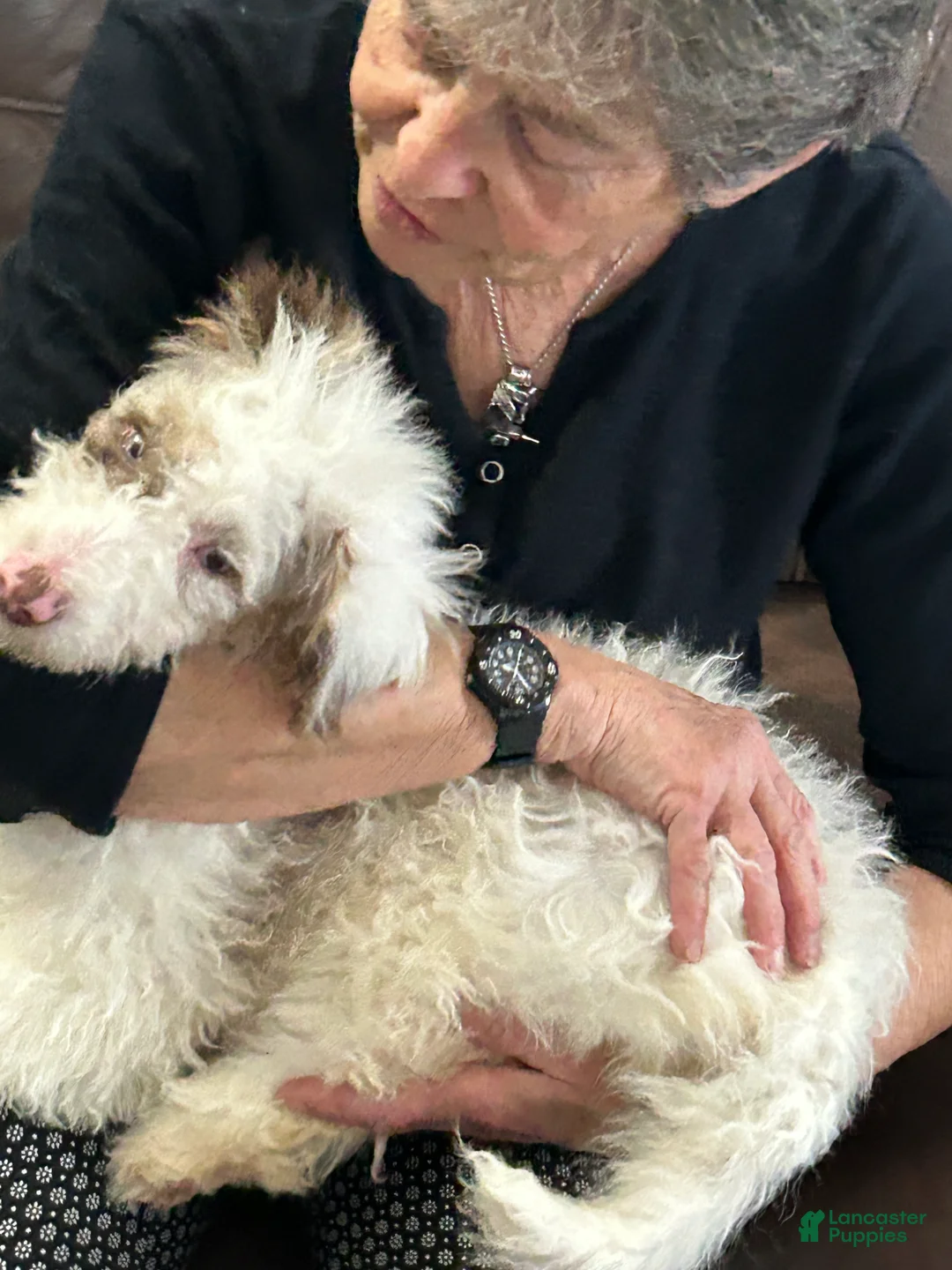 Mini Bernedoodle dogs for sale: Mini Bernedoodle Puppy 2 - Ad 2