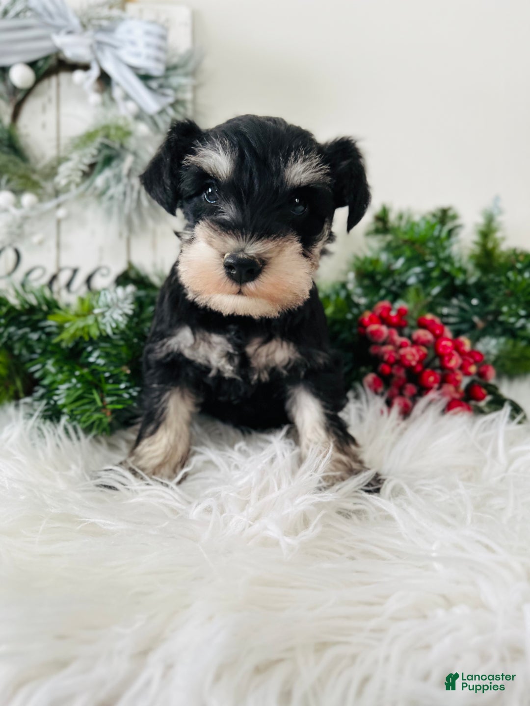 Miniature Schnauzer dogs for sale: Brody - Ad 9