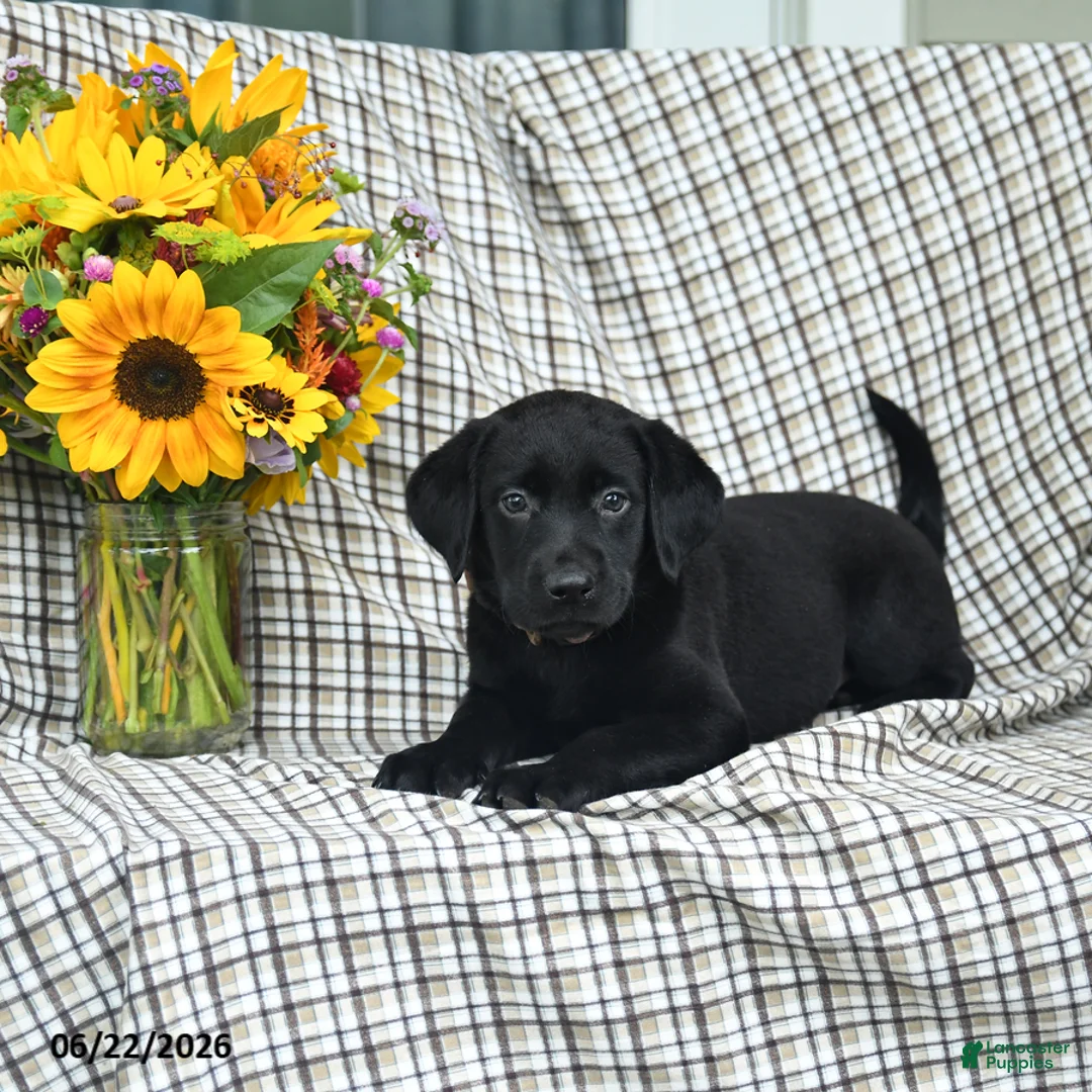 Labrador Retriever dogs for sale: Lucy - Ad 2