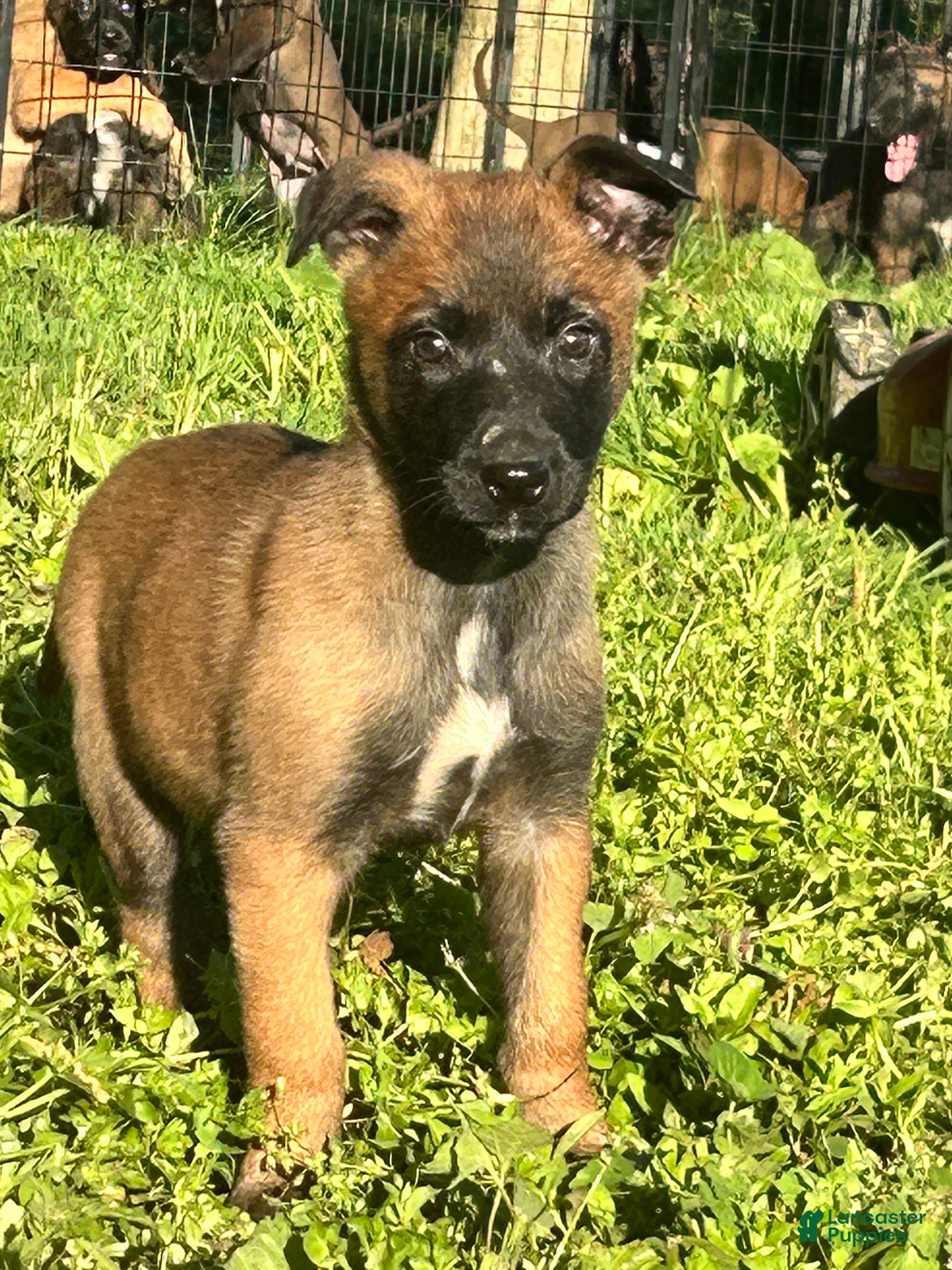 Belgian Malinois dogs Nala - Ad 24