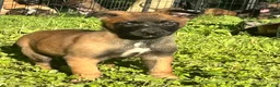 Belgian Malinois dogs for sale: Nala - Ad 1