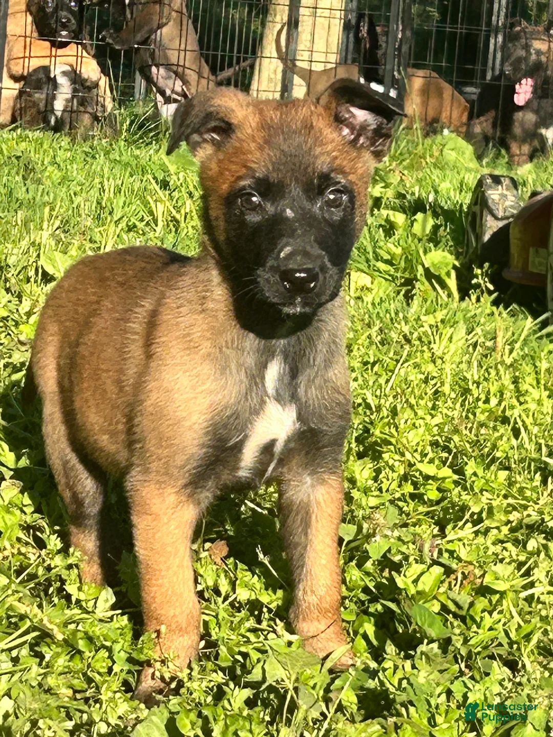 Belgian Malinois dogs for sale: Nala - Ad 1