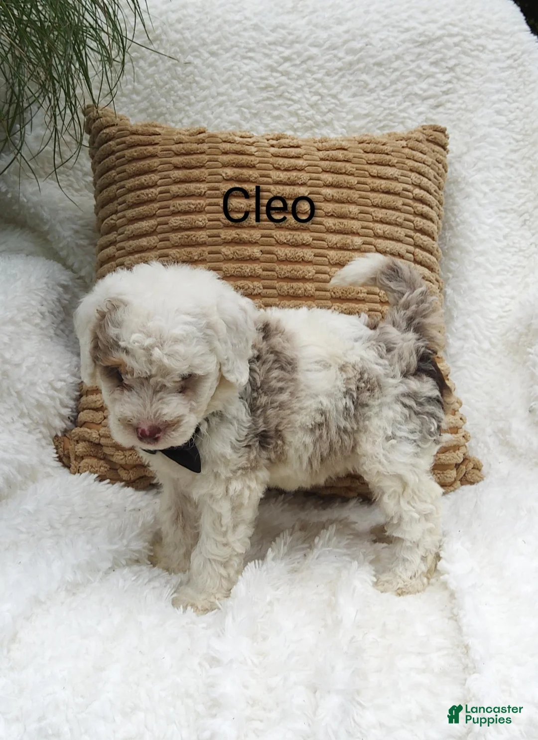 Mini Bernedoodle dogs for sale: Cleo - Ad 2