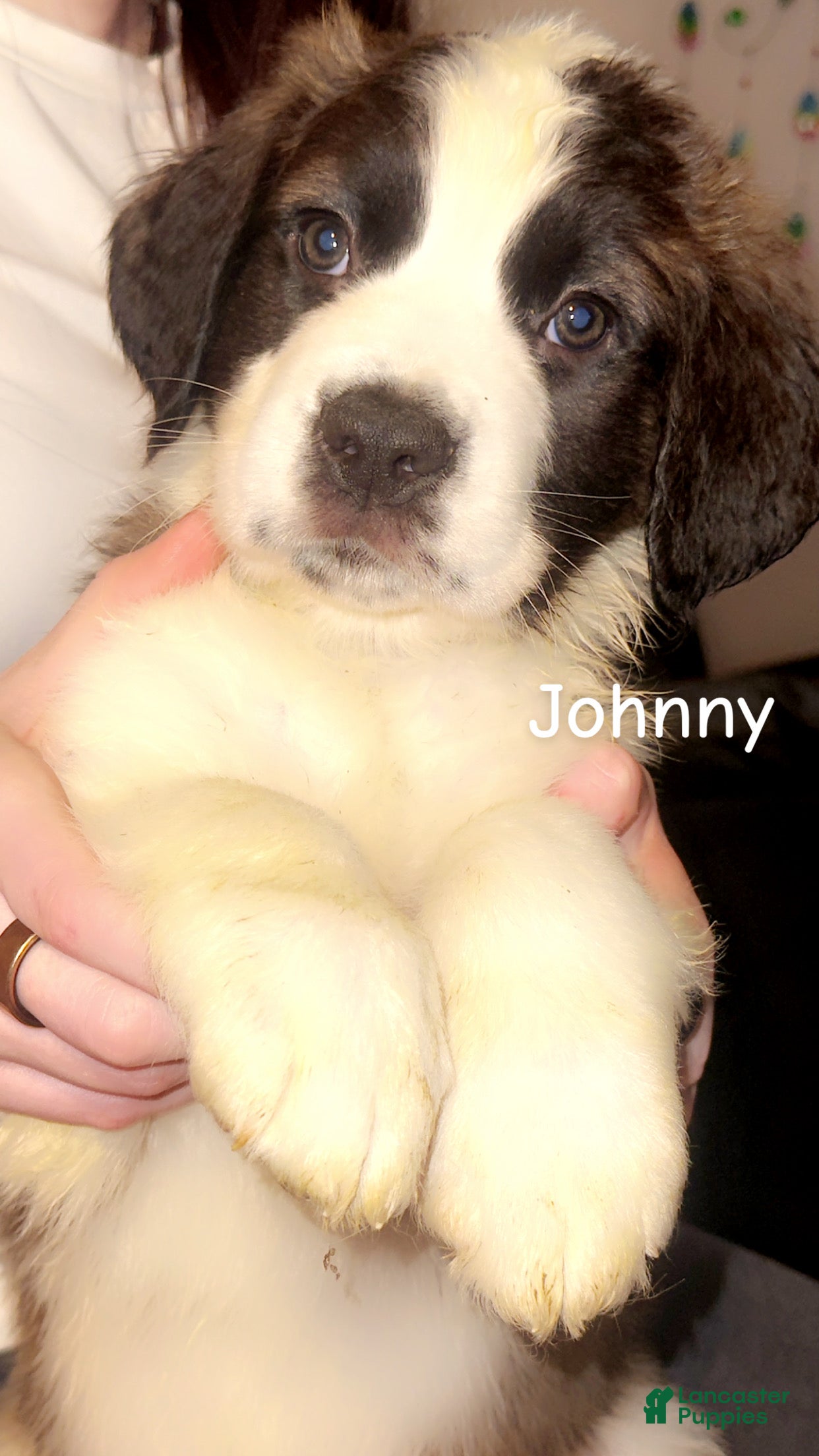 Saint Bernard dogs Johnny  - Ad 1