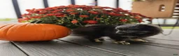 Pomeranian dogs for sale: Peanut Butter  - Ad 5