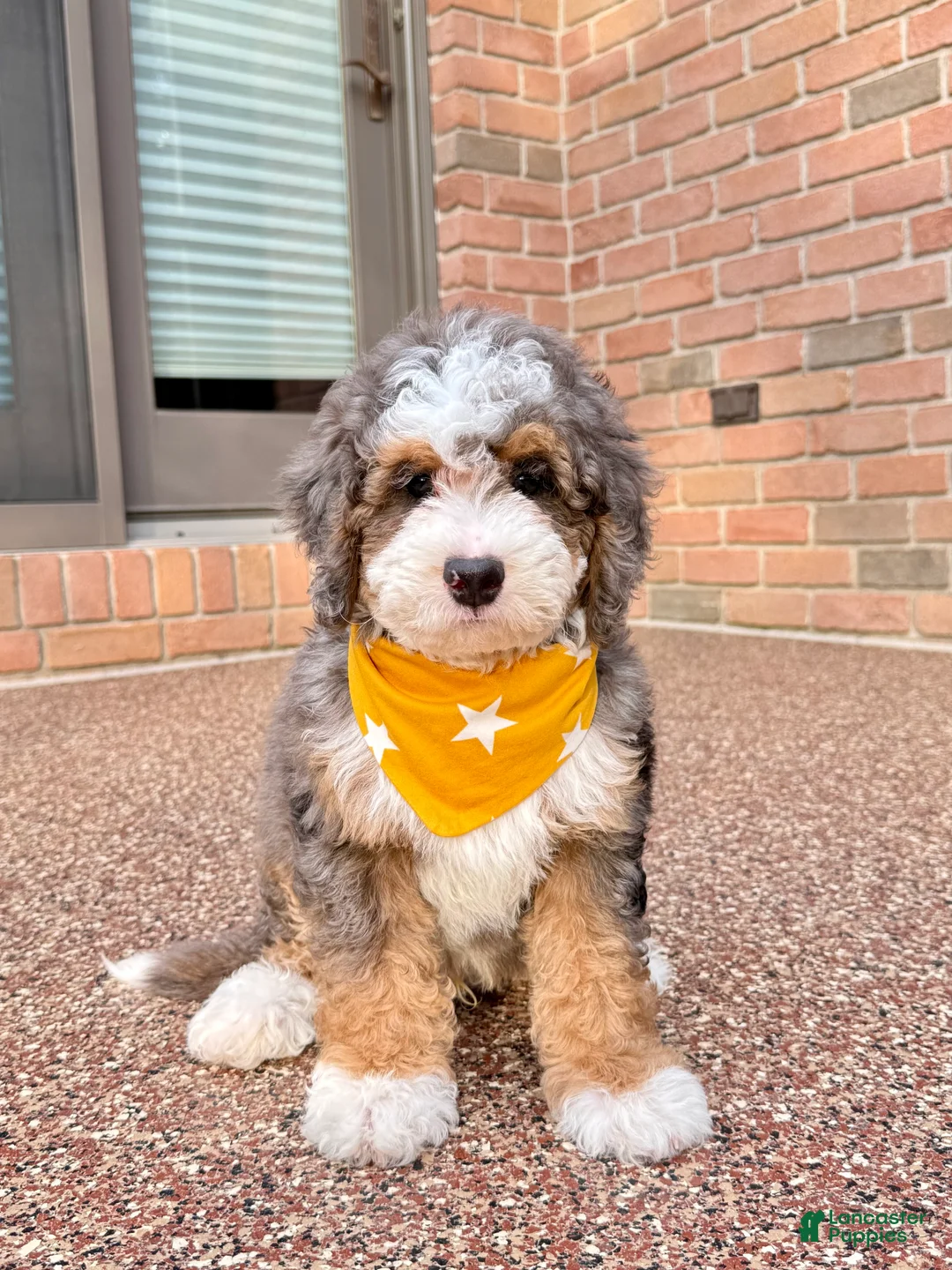 Mini Bernedoodle dogs for sale: Charlie  (F1B) ❤️ - Ad 1