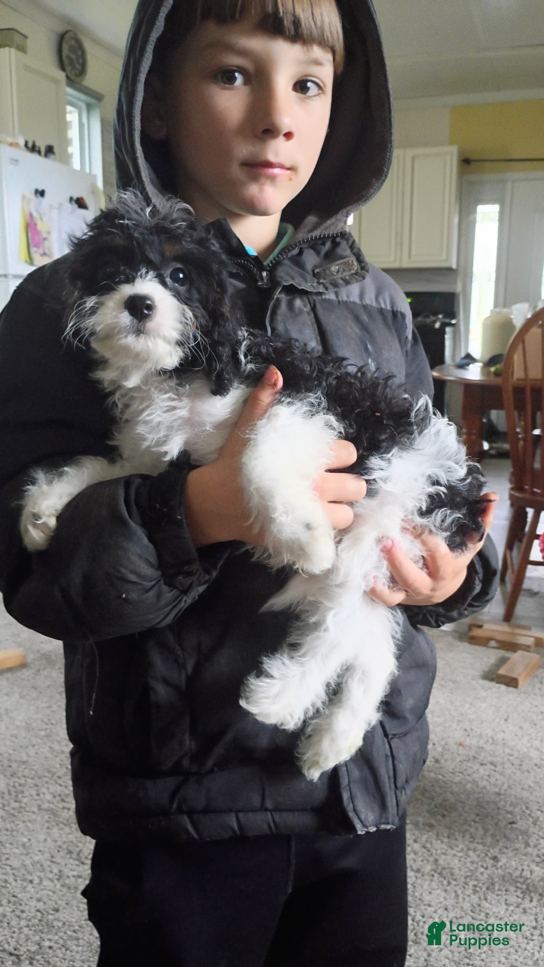 Cavapoo dogs for sale: Sasha - Ad 31