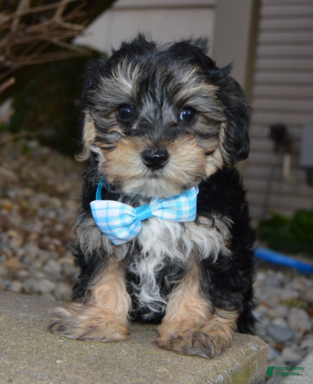 Yorkiepoo dogs for sale: Sawyer - Ad 2