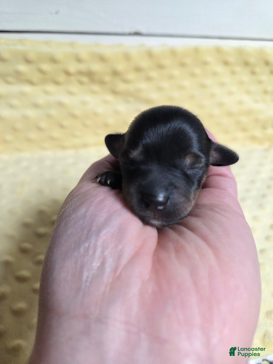 Mixed Breed dogs for sale: Yule - Ad 4