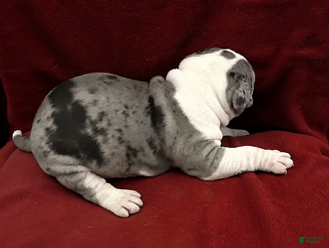 American Bully dogs for sale: "IDRIS ELBA" - Ad 6