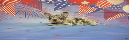 French Bulldog dogs for sale: AKC Banjo - Ad 4
