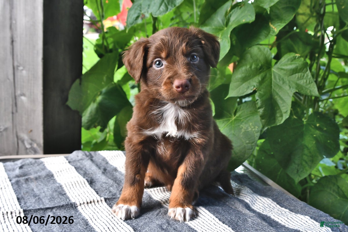Mixed Breed dogs Sparky - Ad 1
