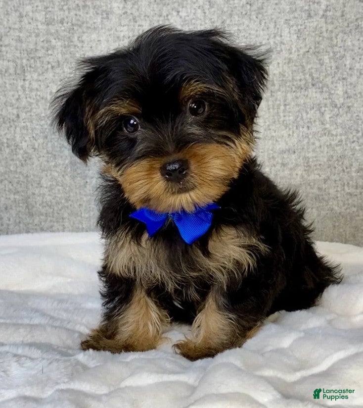 Yorkshire Terrier dogs Hunter - Ad 2