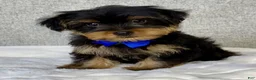 Yorkshire Terrier dogs for sale: Hunter - Ad 2