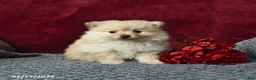 Pomeranian dogs for sale: Skippy - Ad 2