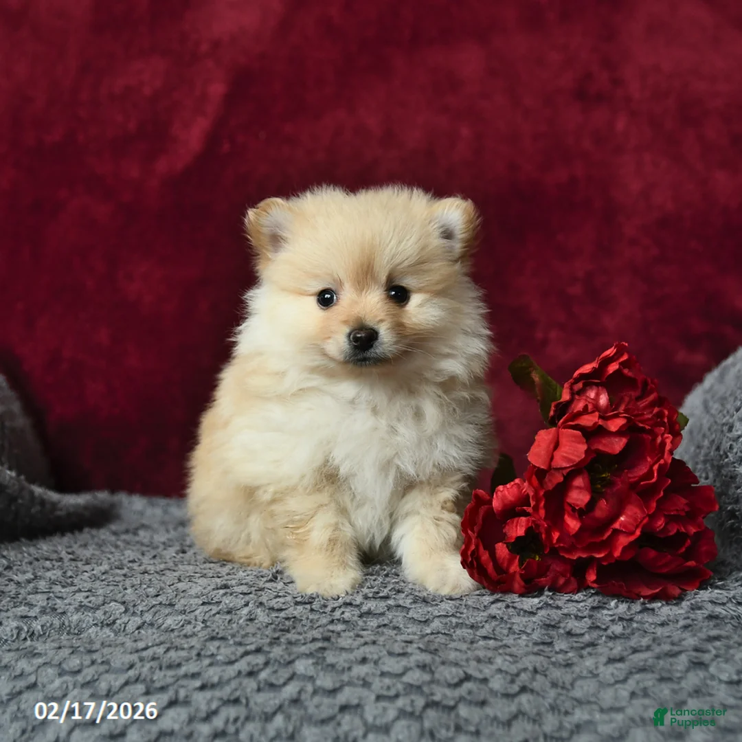 Pomeranian dogs for sale: Skippy - Ad 2