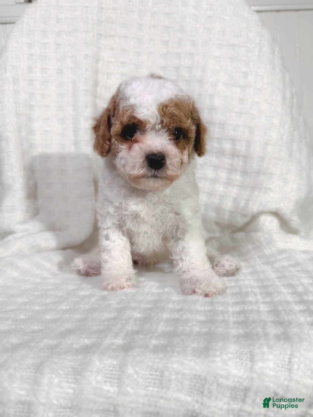 Cavapoo dogs for sale: Alfie - Ad 6