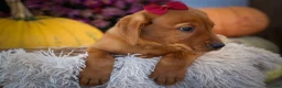 Labrador Retriever dogs for sale: NOAH - Ad 15