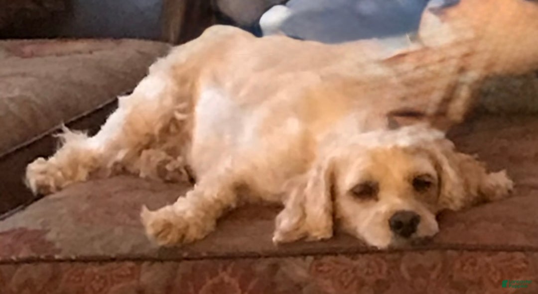 Yorkiepoo dogs for sale: Yorkiepoo litter of 5 puppies - Ad 1