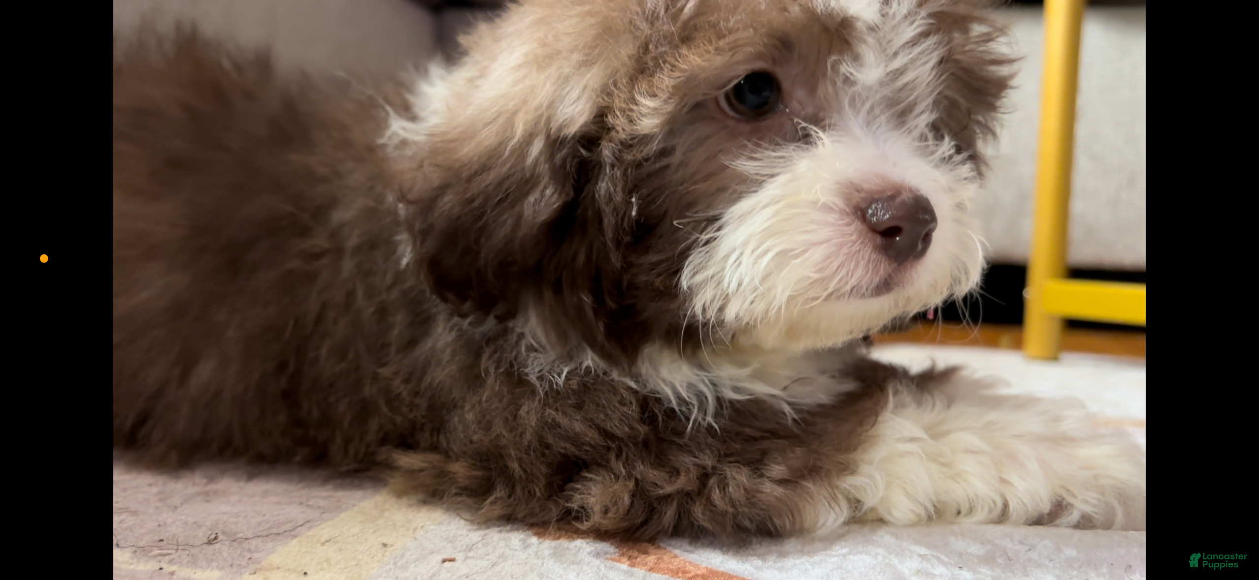 Shorkie dogs Shorkie 3 - Ad 2