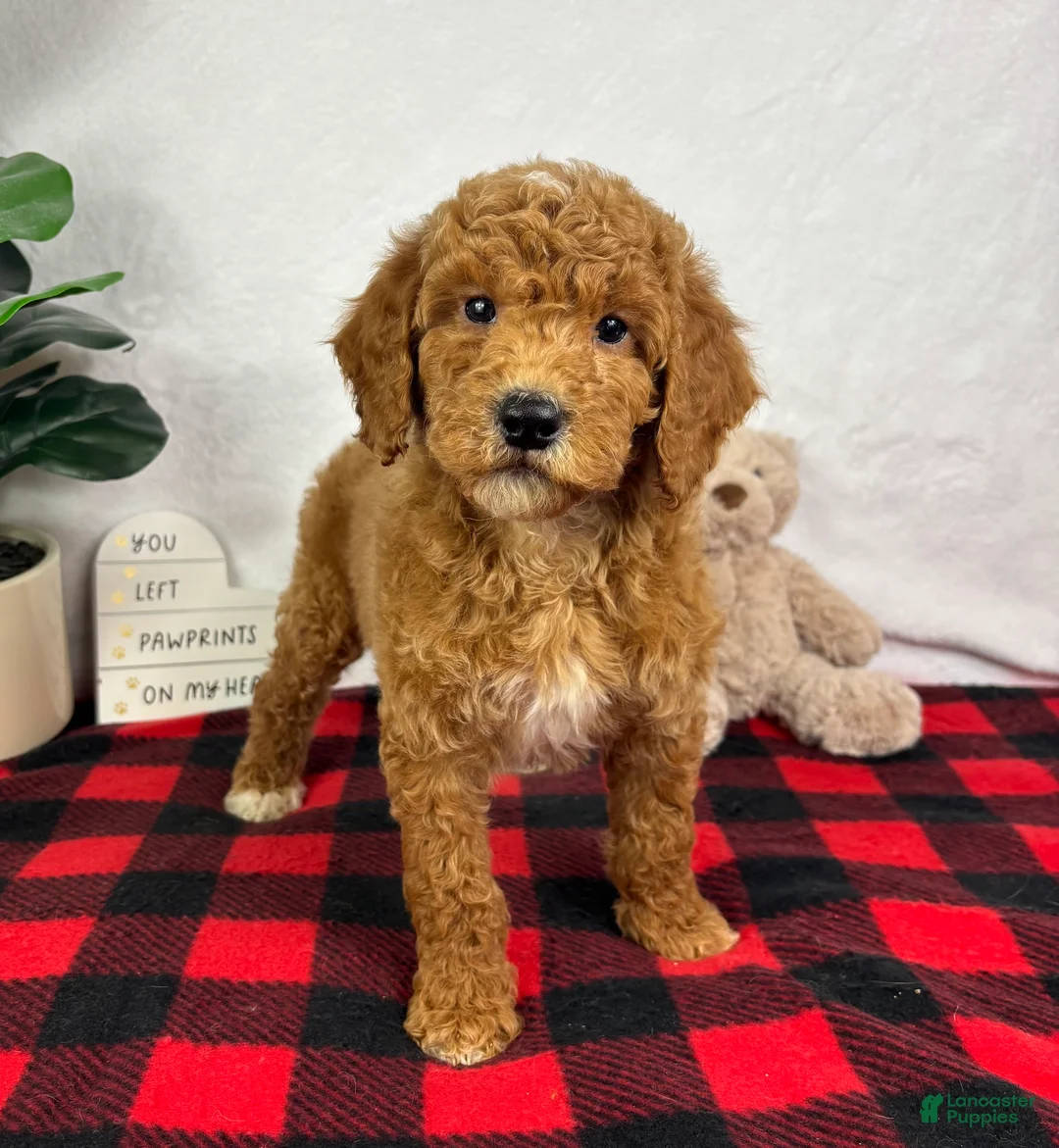 Mini Goldendoodle dogs for sale: Ginger - Ad 3