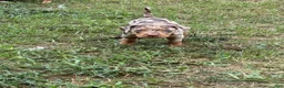 Catahoula Leopard Dog dogs for sale: Bandit - Ad 1