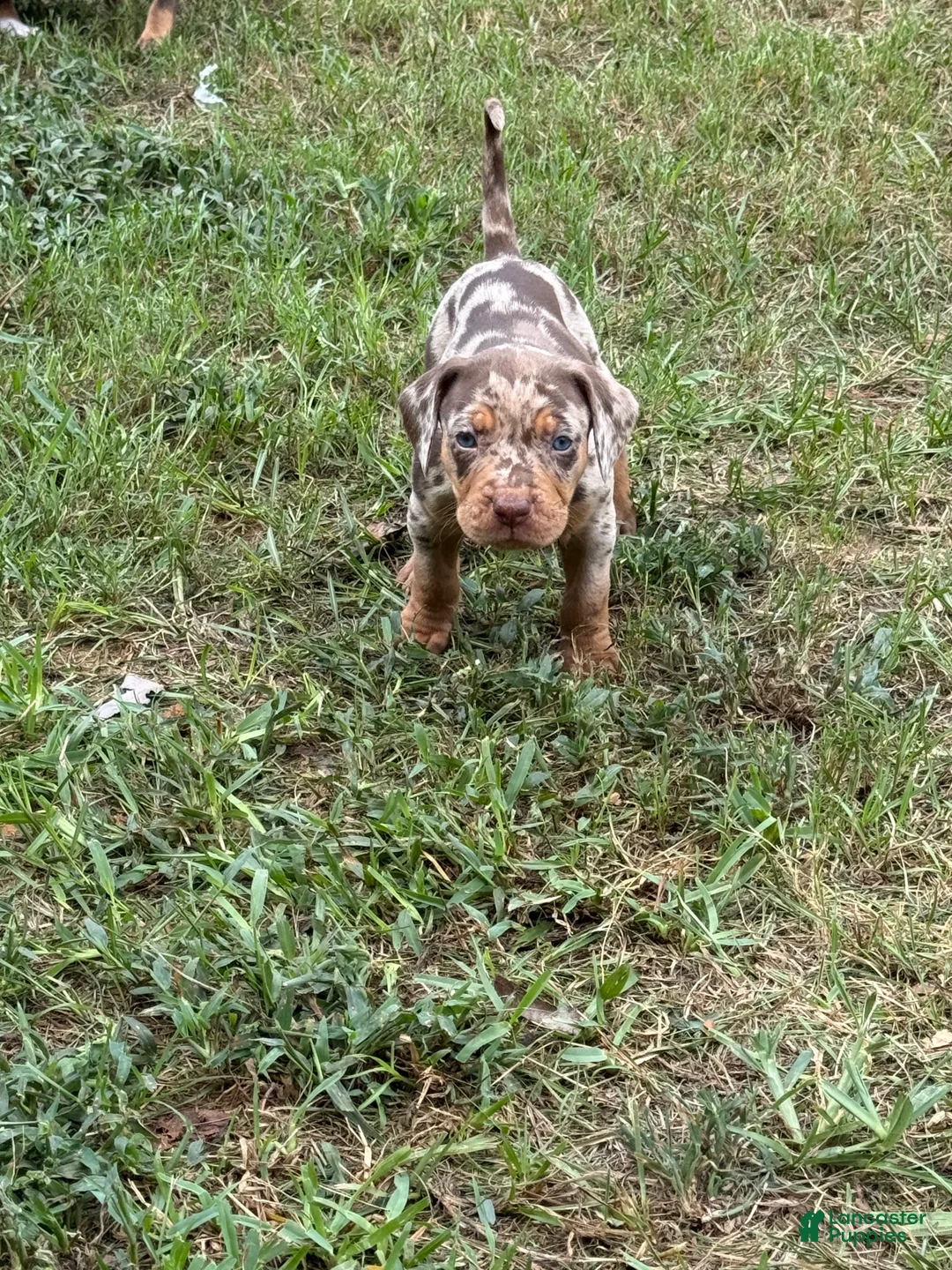 Catahoula Leopard Dog dogs for sale: Bandit - Ad 1