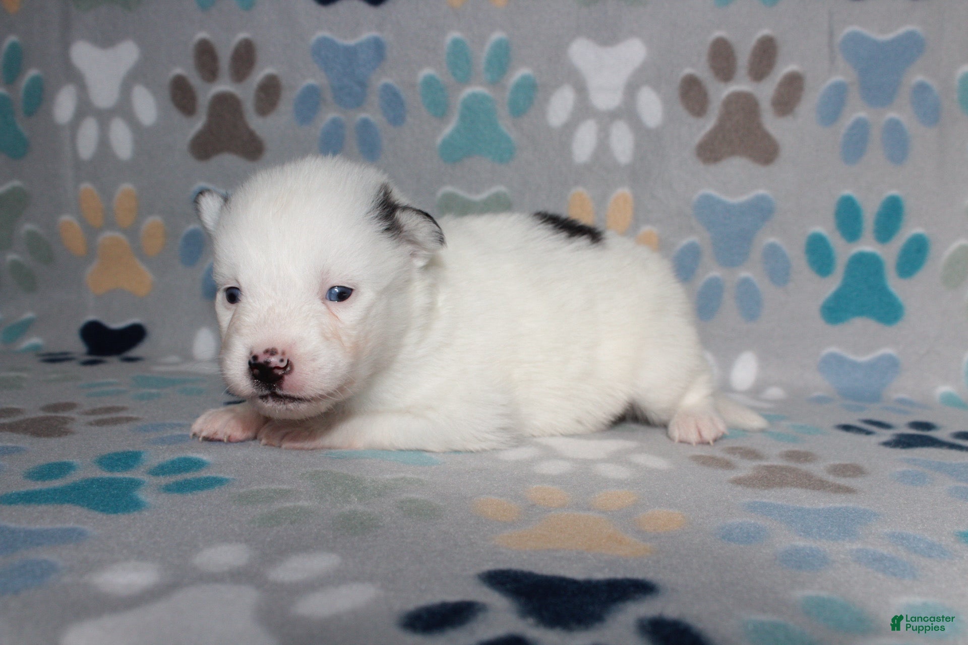 Pomsky dogs Patches - Ad 5