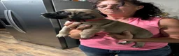 English Mastiff dogs for sale: English Mastiff 3 - Ad 6