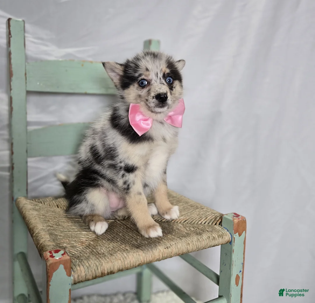 Pomsky dogs for sale: Tessa - Ad 2