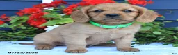 Miniature Golden Retriever dogs for sale: Sonny - Ad 4
