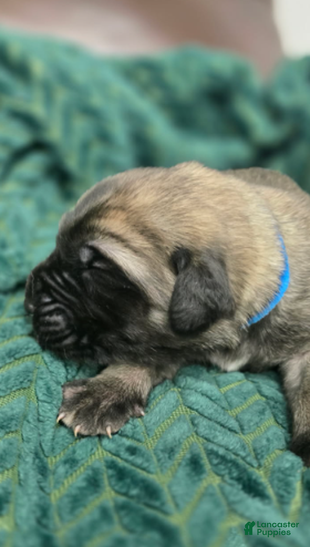 English Mastiff dogs for sale: Clark - Ad 1
