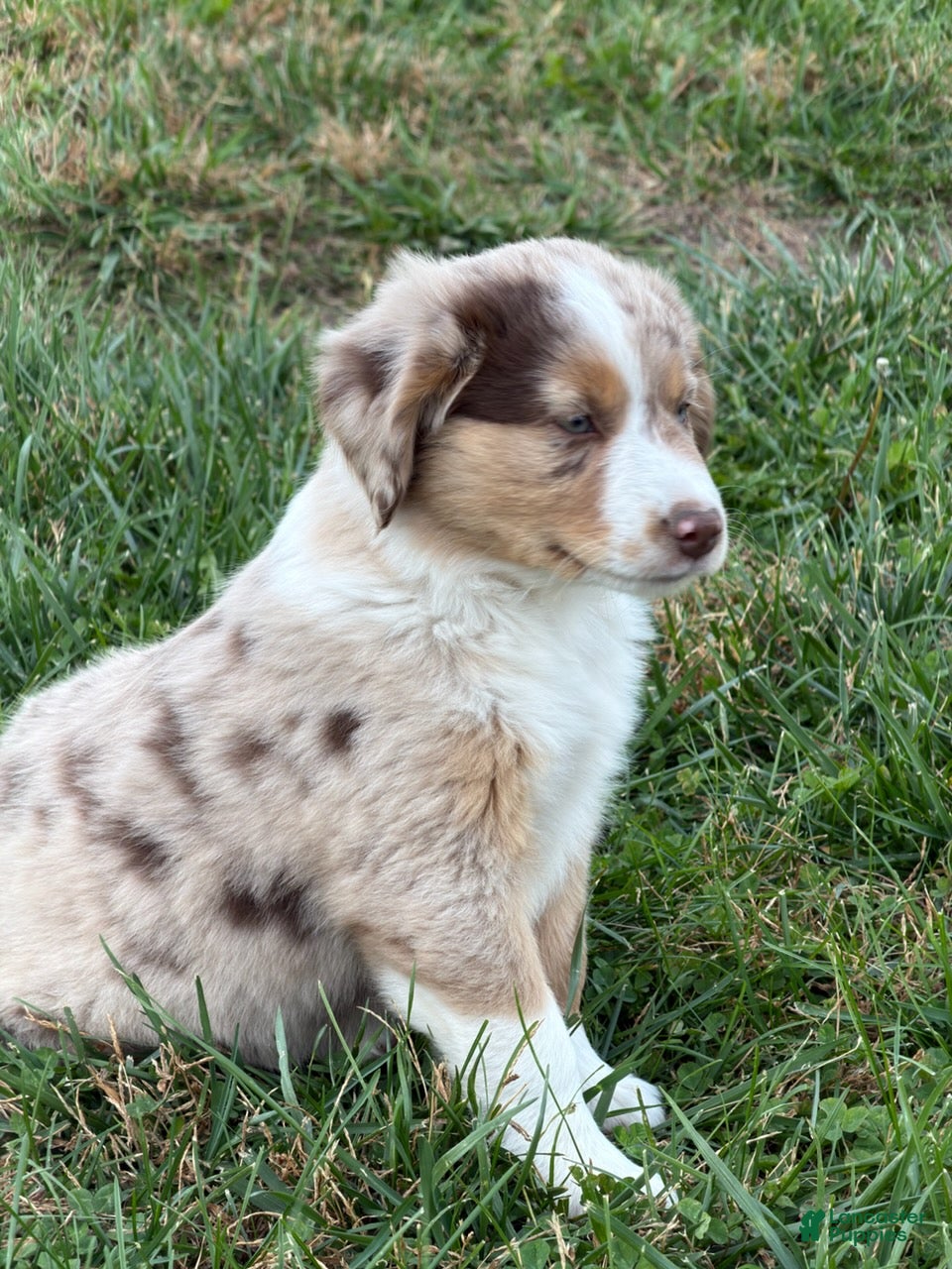 Miniature Australian Shepherd dogs for sale: Bixby - Ad 2